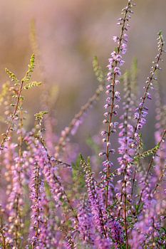 Heidekraut in Nahaufnahme im Licht der untergehenden Sonne