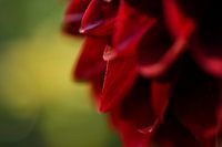 Close-up van een Dahlia