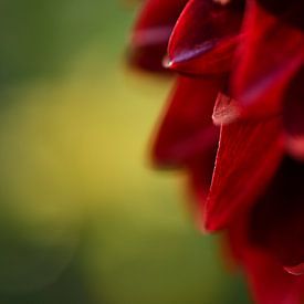 Close-up van een Dahlia van Sabine Claus