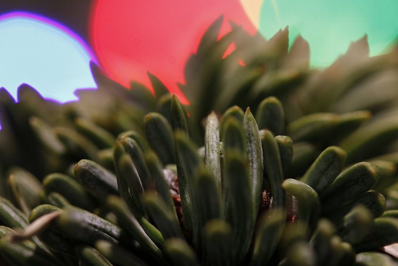 Pine needles with Light by Julius Koster