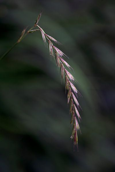 Gras van Mario de Lijser