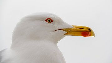 Close-up of a seagull