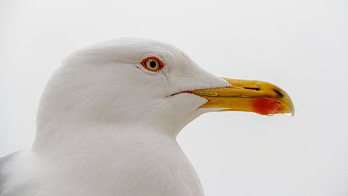 Close-up van een zeemeeuw