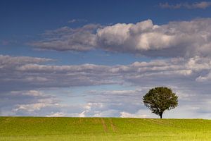 Baum mit Wolken
