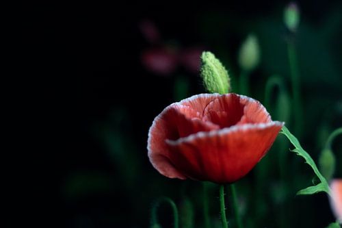 Klaproos in het donker