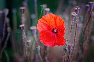 Mohnblume