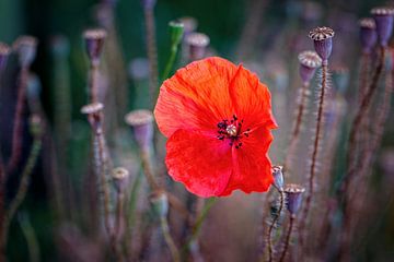 Mohnblume von Rob Boon