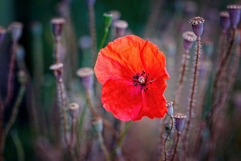 Poppy by Rob Boon