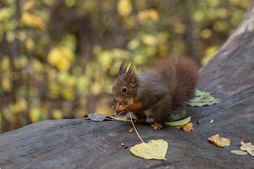 Eichhörnchen hält eine Nuss von Thomas Heitz