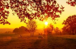 Sonnenaufgang auf einfachem Feld