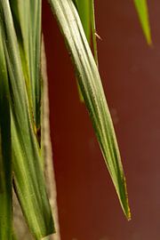Yucca plant with green leaves and a red wall | photo taken in Porto by Karijn | Fine art Natuur en Reis Fotografie