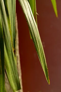 Yucca-Pflanze mit grünen Blättern und einer roten Wand | Foto aus Porto von Karijn | Fine art Natuur en Reis Fotografie