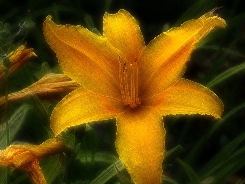 Lilie par Edgar Schermaul