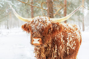 Schottische Highlander-Rinder im Winter im Schnee