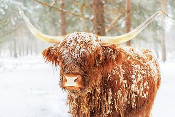 Bétail écossais Highlander dans la neige en hiver sur Sjoerd van der Wal Photographie