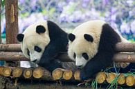 Panda van Pieter De Wit thumbnail