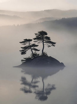 Une île à l'aube : un lac de montagne brumeux avec la silhouette d'un pin