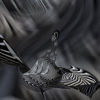Hello Space Bird!
