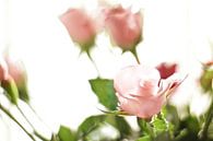 Rosen von Marianna Pobedimova Miniaturansicht