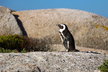 Pinguïn by Speksnijder Photography