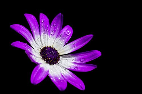 purple and white flower with drops of water on a black background