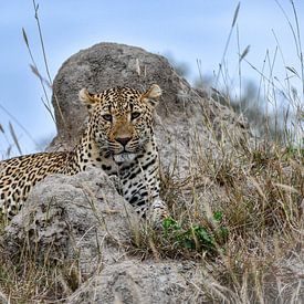 Leopard by Robert Styppa