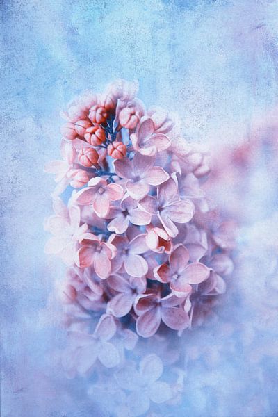 Le parfum du lilas par Claudia Moeckel