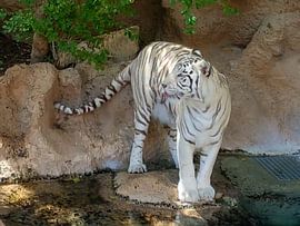Een mooie bengaalse tijger die zijn/haar tong uitsteekt. A Beautiful Bengal Tiger sticking out its t van Jeffrey Glas
