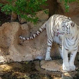 Een mooie bengaalse tijger die zijn/haar tong uitsteekt. A Beautiful Bengal Tiger sticking out its t von Jeffrey Glas