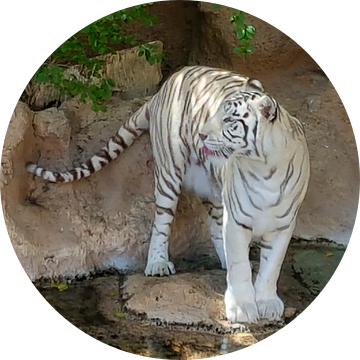 Een mooie bengaalse tijger die zijn/haar tong uitsteekt. A Beautiful Bengal Tiger sticking out its t van Jeffrey Glas