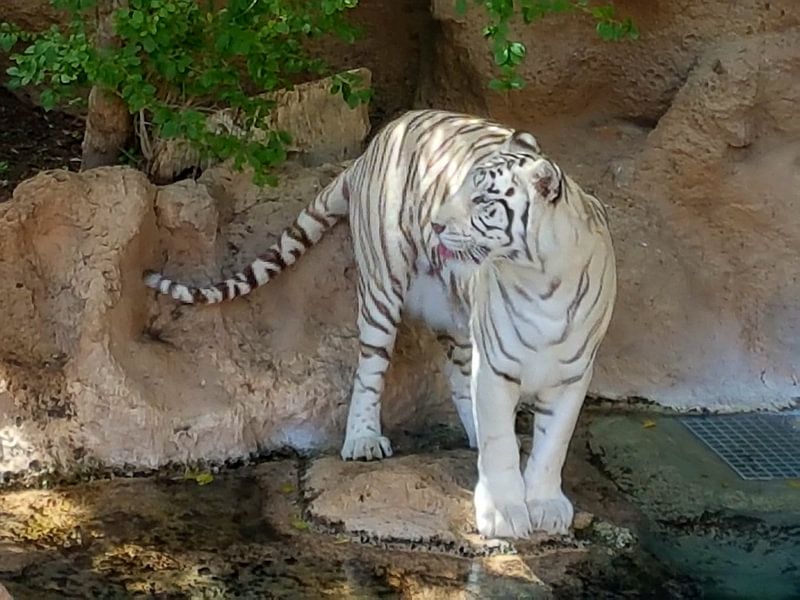 Een mooie bengaalse tijger die zijn/haar tong uitsteekt. A Beautiful Bengal Tiger sticking out its t by Jeffrey Glas
