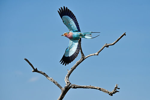 La rollier à poitrine lilas (lilac-breasted roller) vue d'en haut