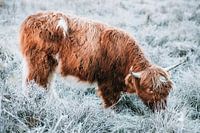 schottischer Highlander