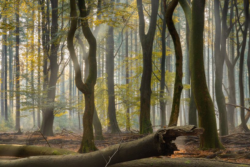 Speulderbos, Gueldre, Pays-Bas - 30 octobre 2019 : Un fort faisceau de lumière dans la forêt par un  par Anges van der Logt