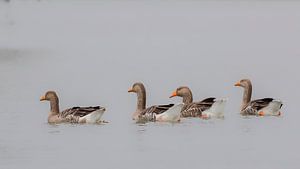 Vier schwimmende Graugänse