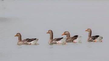 Vier zwemmende grauwe ganzen