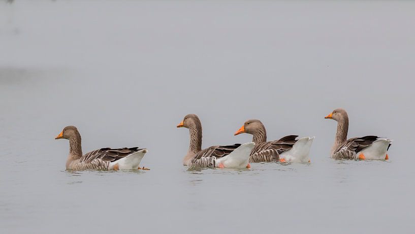 Vier schwimmende Graugänse von Cor de Bruijn Photography