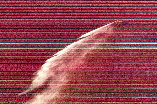 Un pistolet d'arrosage agricole aspergeant de l'eau sur des tulipes