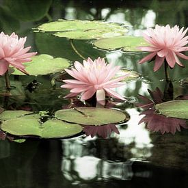 Bloesems in de zon sieren de natuur als parels van Marion Engelhardt