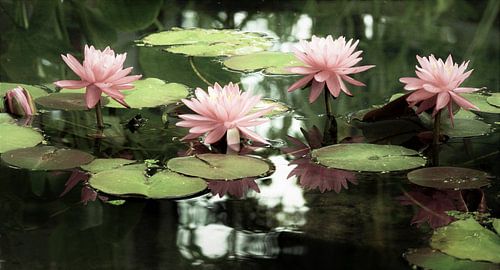 Bloesems in de zon sieren de natuur als parels