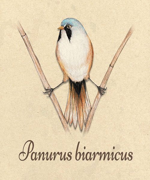 Illustration du roseau barbu par Bianca Wisseloo