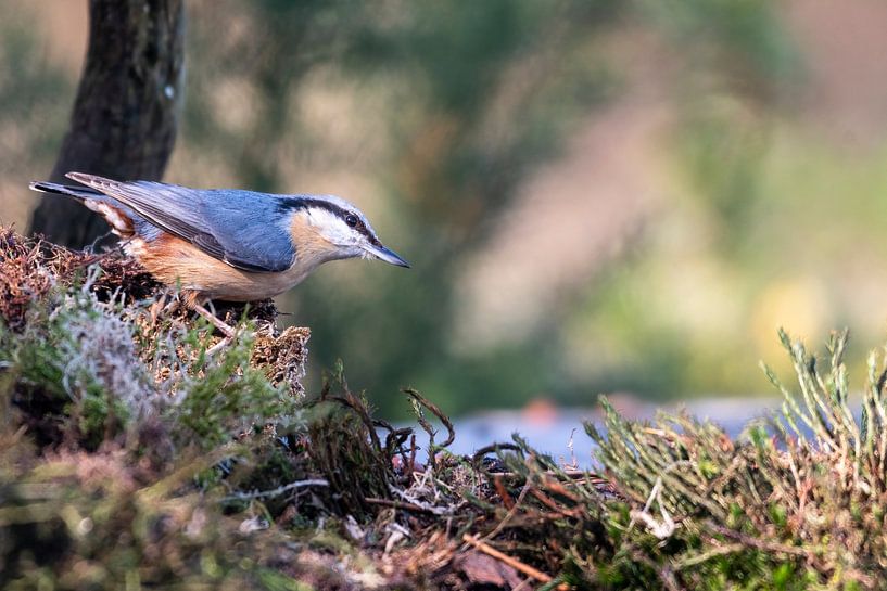 Nuthatch by Merijn Loch