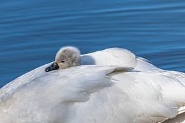 Jeune cygne dans un lit de plumes