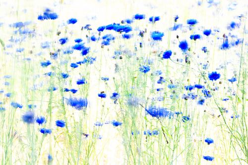 cornflowers, almost a waterpainting.