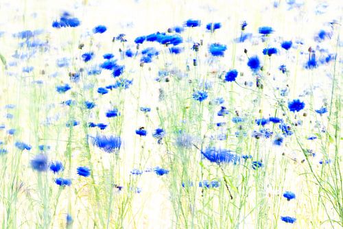 cornflowers, painted with light