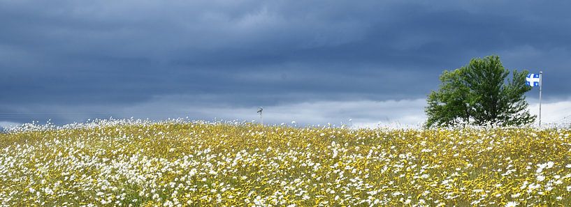 A field in bloom under a stormy sky by Claude Laprise