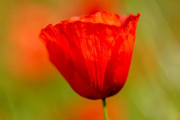 coquelicot