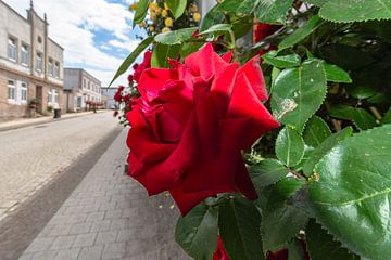 roses rouges à haut tronc au cirque de Putbus sur l'île de Rügen sur GH Foto & Artdesign