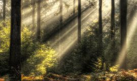 Solar-Harfen von Jan Paul Kraaij