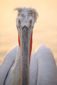 Portret Pelikaan Zonsopkomst Griekenland